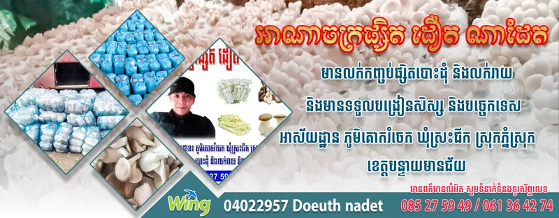 Anachak Psit